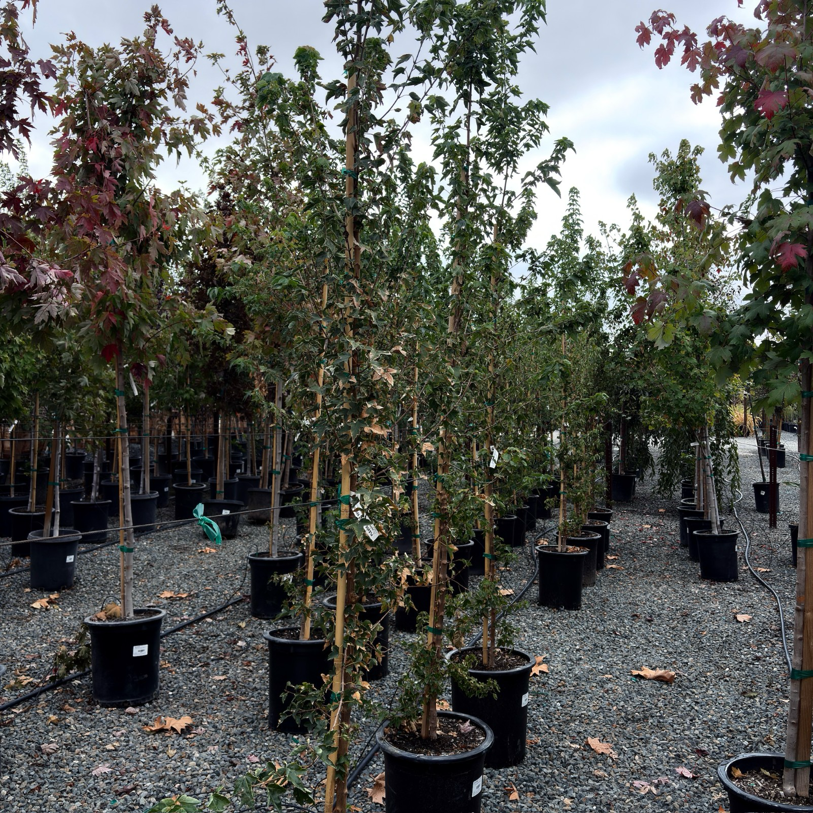 槭树-三角枫 Trident Maple