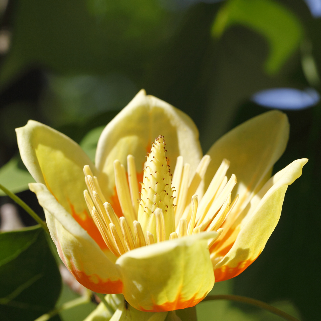 北美鹅掌楸 Tulip Tree