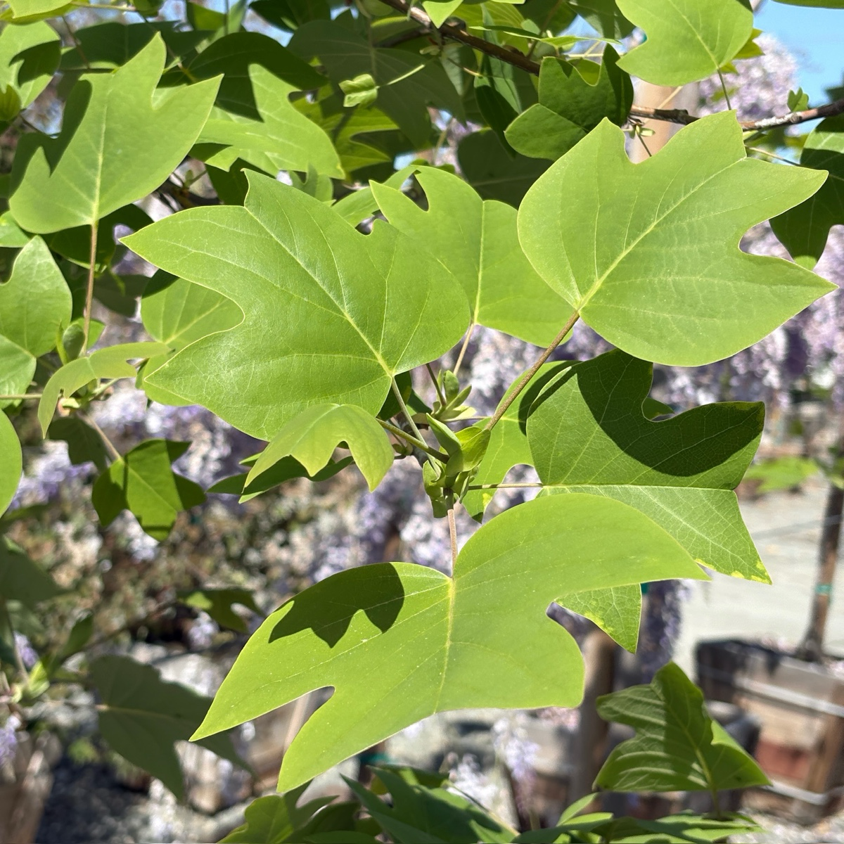 北美鹅掌楸 Tulip Tree