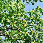北美鹅掌楸 Tulip Tree