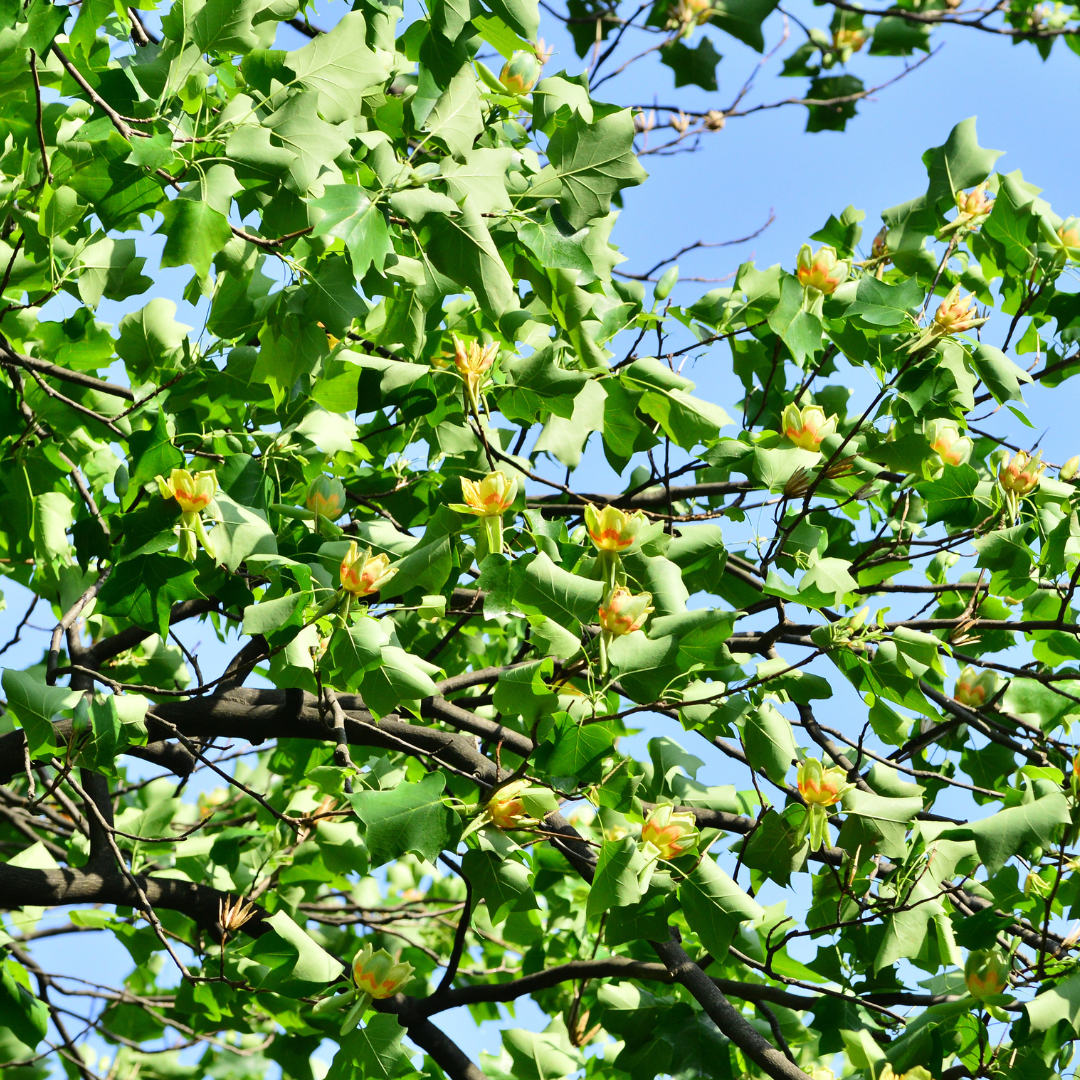 北美鹅掌楸 Tulip Tree