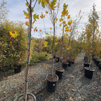 北美鹅掌楸 Tulip Tree