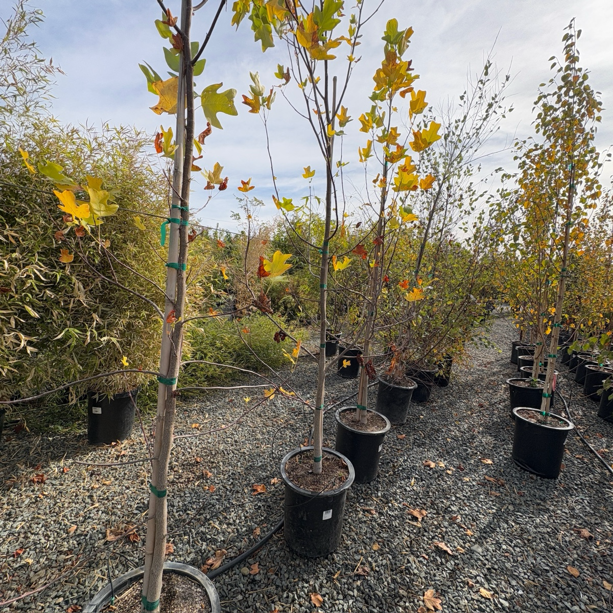 北美鹅掌楸 Tulip Tree