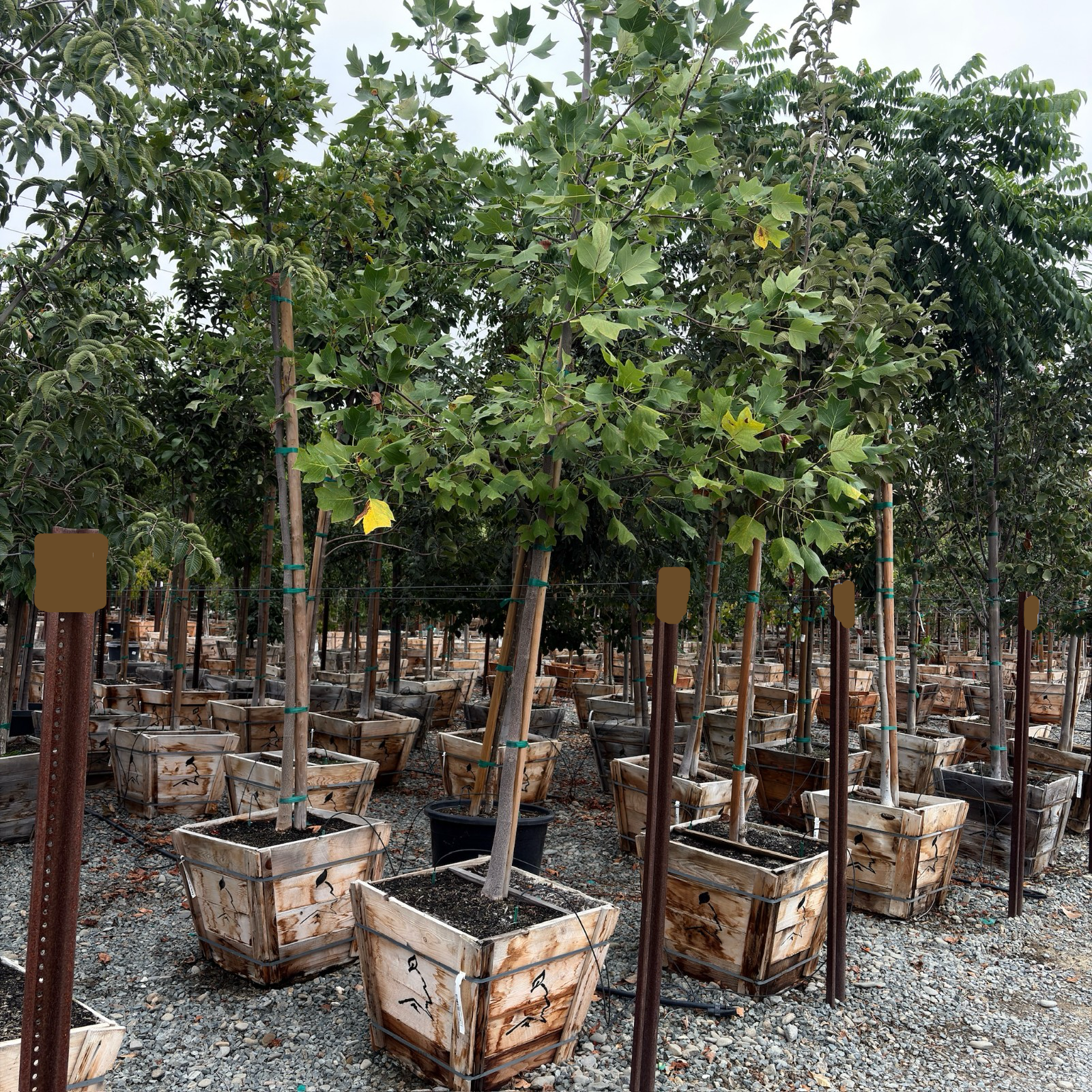 北美鹅掌楸 Tulip Tree