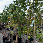 北美鹅掌楸 Tulip Tree