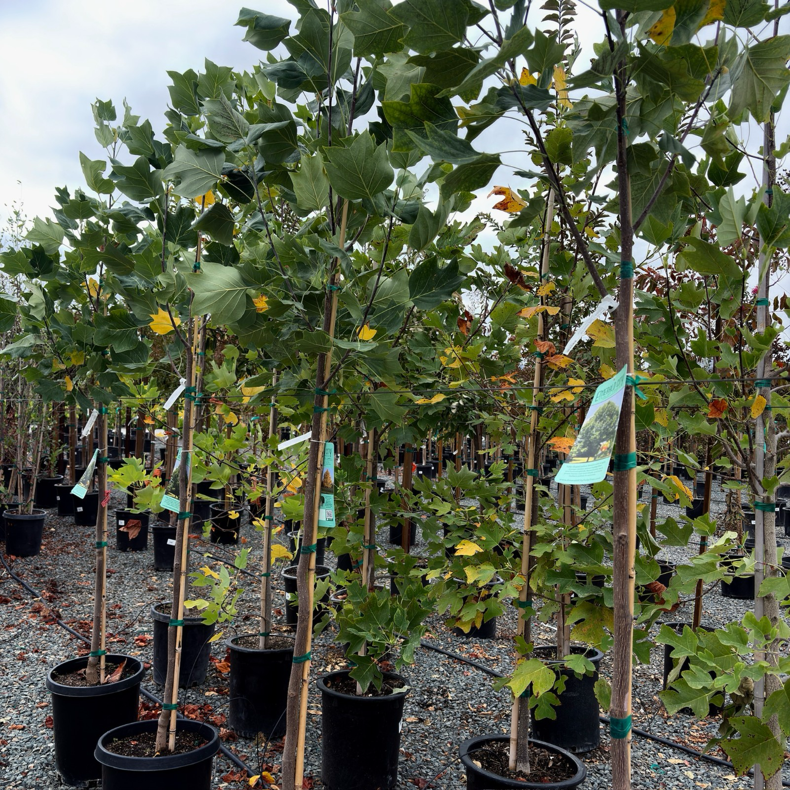 北美鹅掌楸 Tulip Tree