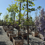 北美鹅掌楸 Tulip Tree