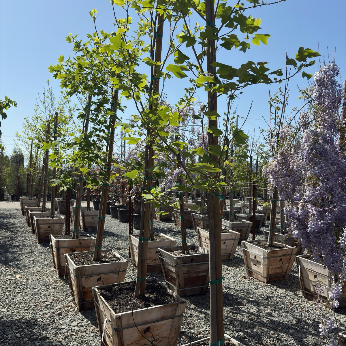 北美鹅掌楸 Tulip Tree