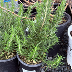托斯卡纳蓝迷迭香 Tuscan Blue Rosemary 