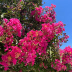 紫薇 Tuscarora Crape Myrtle