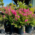 紫薇 Tuscarora Crape Myrtle
