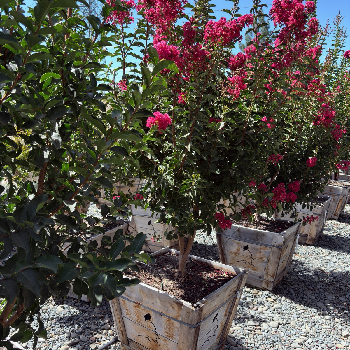 紫薇 Tuscarora Crape Myrtle