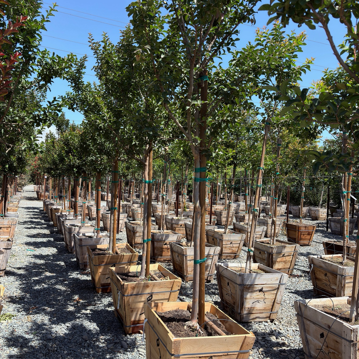 紫薇 Tuscarora Crape Myrtle