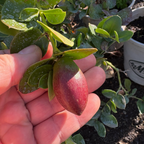 铁茉莉 Tuttle Natal Plum
