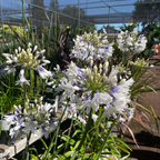 百子莲 Twister PP Lily of the Nile