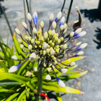 百子莲 Twister PP Lily of the Nile