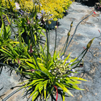 百子莲 Twister PP Lily of the Nile