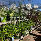 百子莲 Twister PP Lily of the Nile