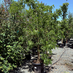 刺槐 Twisty Baby ® Dwarf Black Locust