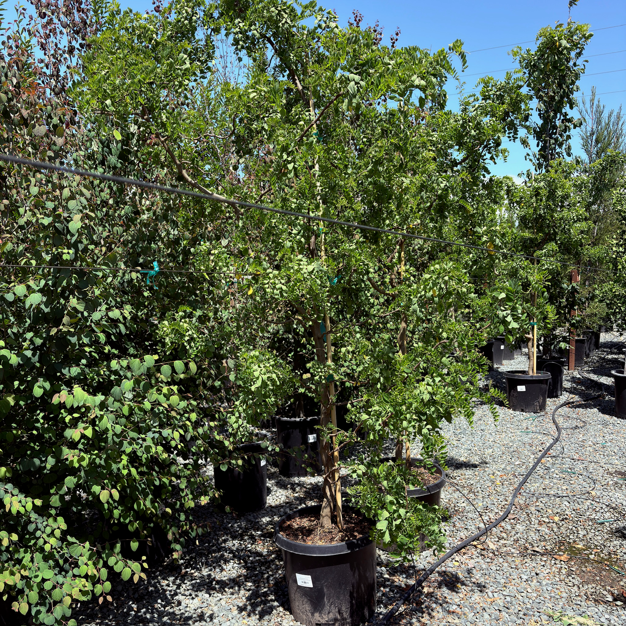 刺槐 Twisty Baby ® Dwarf Black Locust