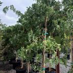 刺槐 Twisty Baby ® Dwarf Black Locust