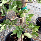 刺槐 Twisty Baby ® Dwarf Black Locust