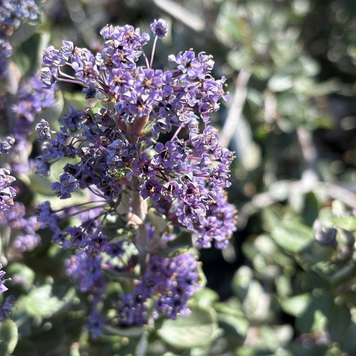 海滨美洲茶 Valley Violet California Lilac