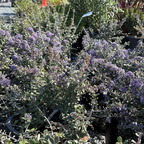 海滨美洲茶 Valley Violet California Lilac