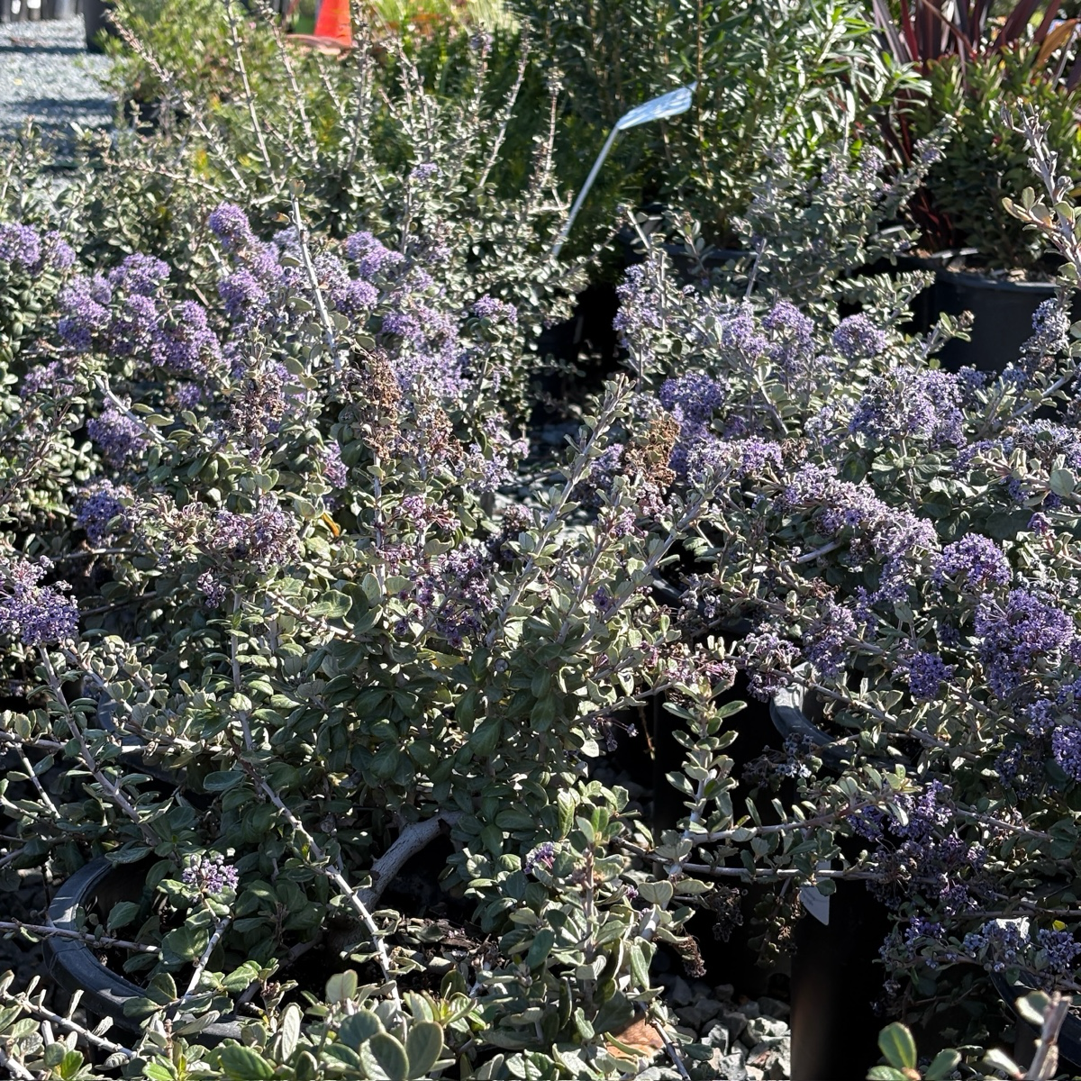 海滨美洲茶 Valley Violet California Lilac