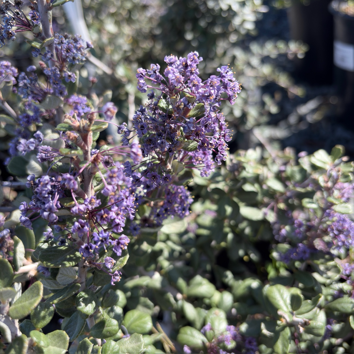 海滨美洲茶 Valley Violet California Lilac
