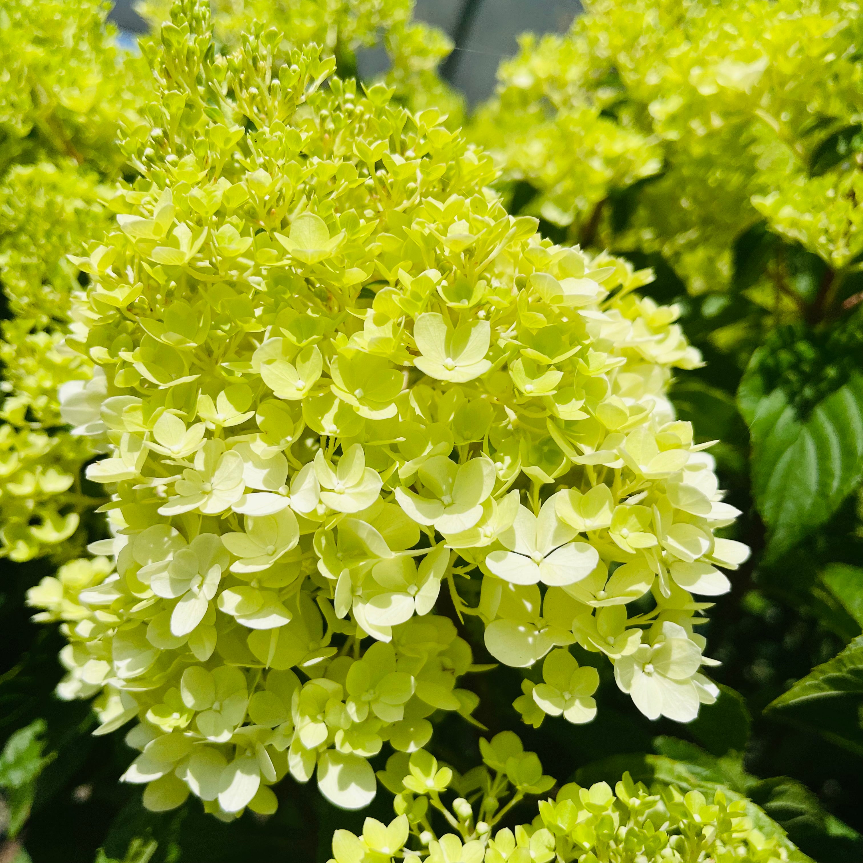 圆锥绣球 Vanilla Strawberry FE®Hydrangea