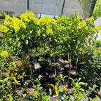 圆锥绣球 Vanilla Strawberry FE®Hydrangea