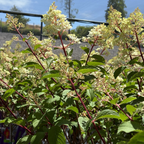 圆锥绣球 Vanilla Strawberry FE®Hydrangea