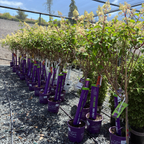 圆锥绣球 Vanilla Strawberry FE®Hydrangea