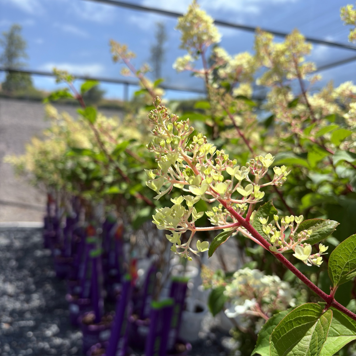 圆锥绣球 Vanilla Strawberry FE®Hydrangea
