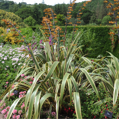 Variegated flax lily