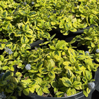 匍匐美洲茶 Variegated Carmel Creeper California Lilac