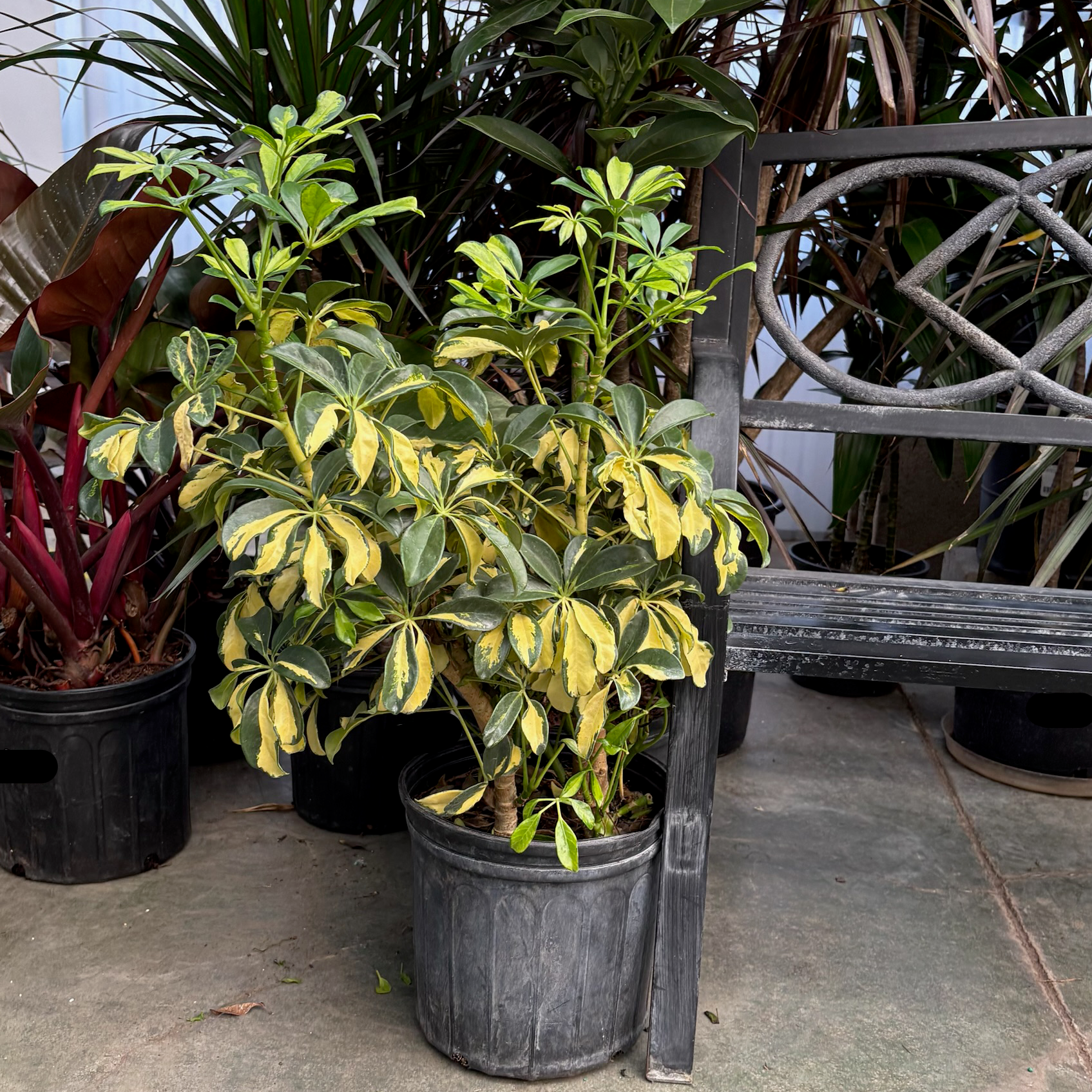 花叶鸭脚木 Variegated Dwarf Umbrella Plant