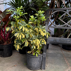 花叶鸭脚木 Variegated Dwarf Umbrella Plant