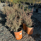 鼠李 Variegated Italian Buckthorn