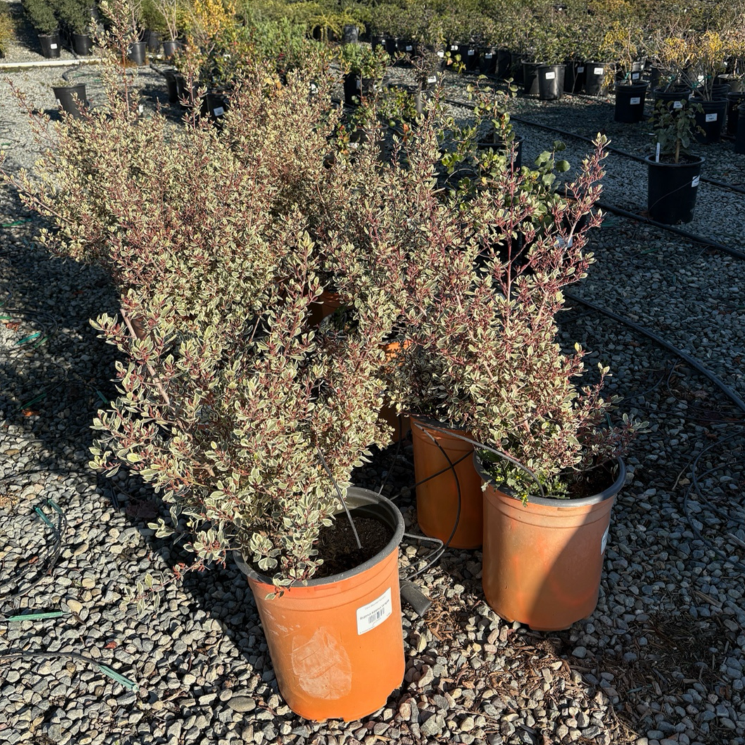鼠李 Variegated Italian Buckthorn