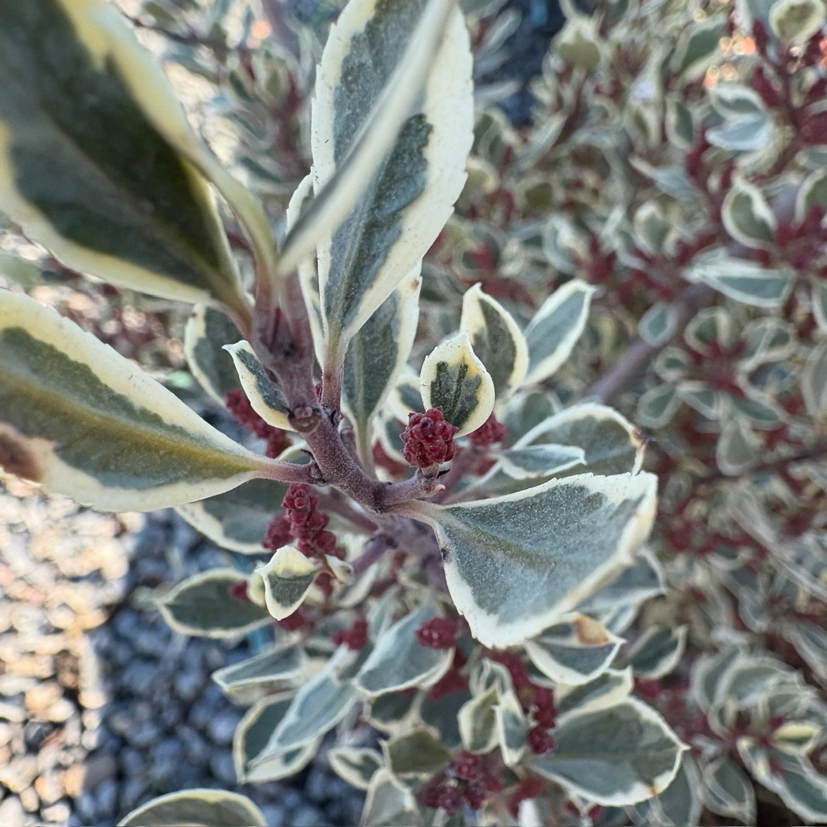 鼠李 Variegated Italian Buckthorn