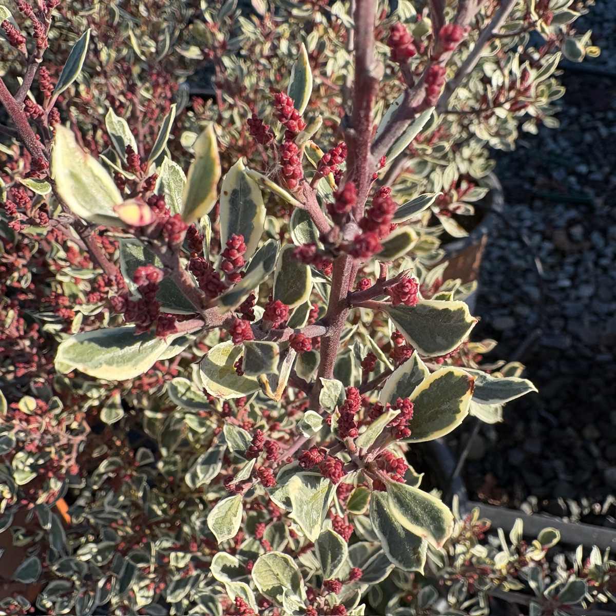 鼠李 Variegated Italian Buckthorn