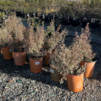 鼠李 Variegated Italian Buckthorn
