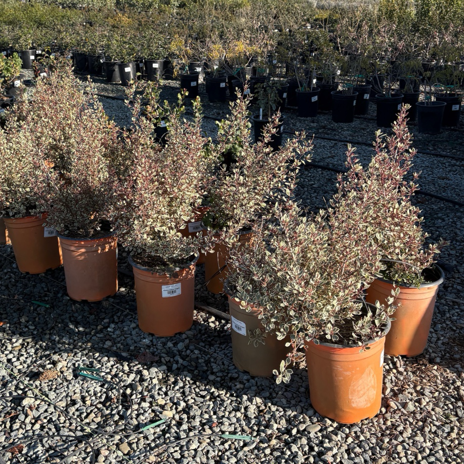 鼠李 Variegated Italian Buckthorn