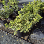 花叶海桐 Variegated Japanese Mock Orange