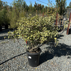 花叶海桐 Variegated Japanese Mock Orange