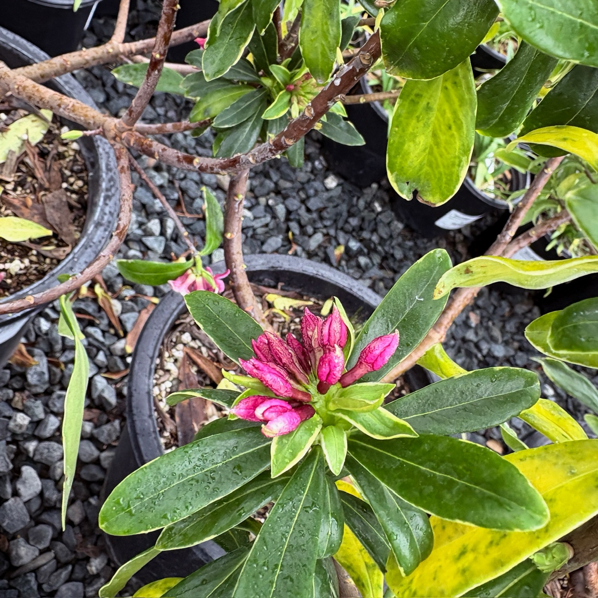 瑞香花 Variegated Winter Daphne