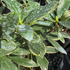 瑞香花 Variegated Winter Daphne