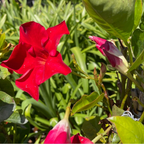飘香藤 Velvet Red  【Tropical Breeze ™ 】 Mandevilla